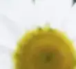 Indepengen